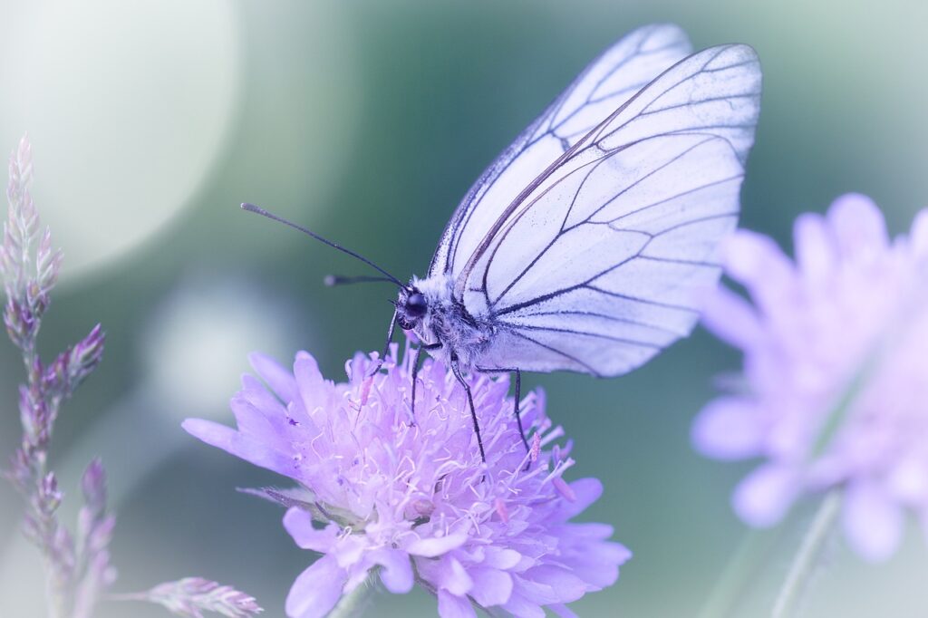 butterfly, white, white butterfly-3491446.jpg