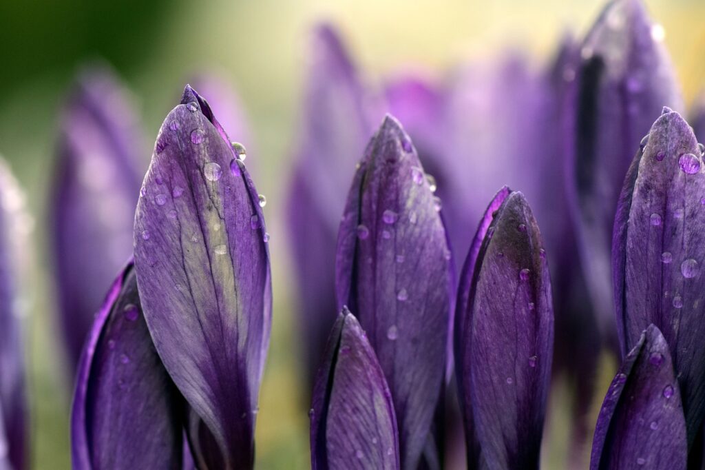 crocus, meadow, close up-3255188.jpg