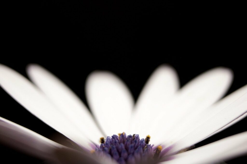 flower, petal, stem-5042640.jpg