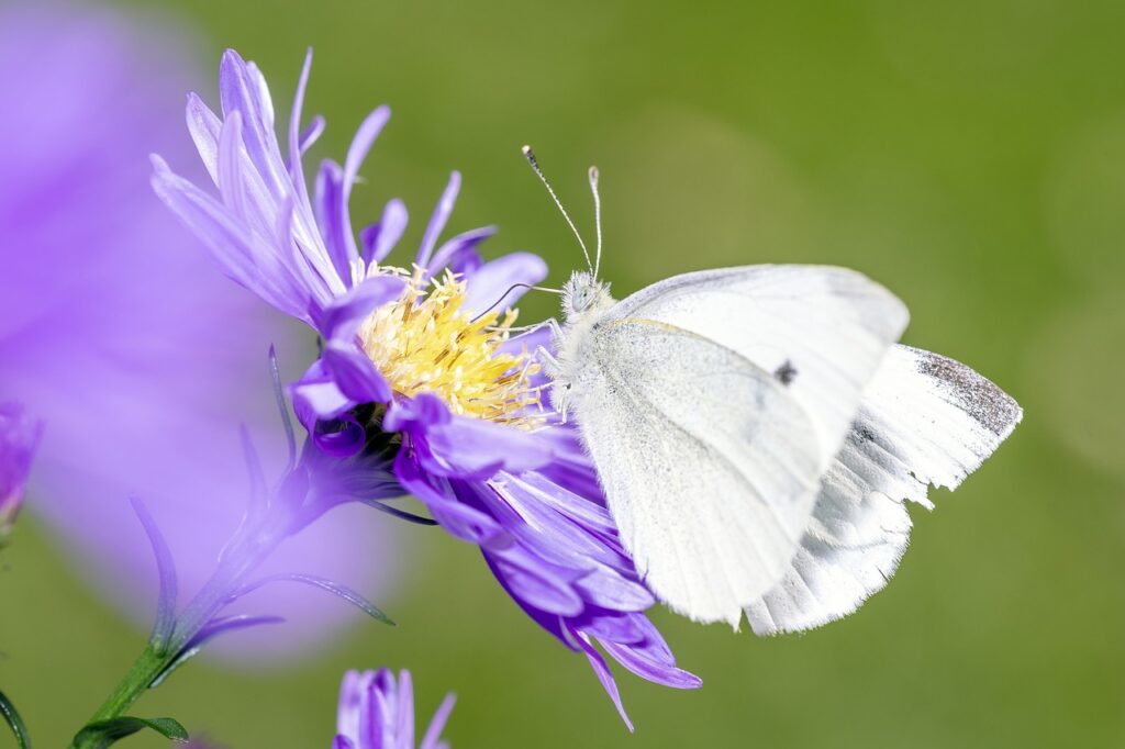 pieris rapae, little cabbage white butterfly, white-5245438.jpg