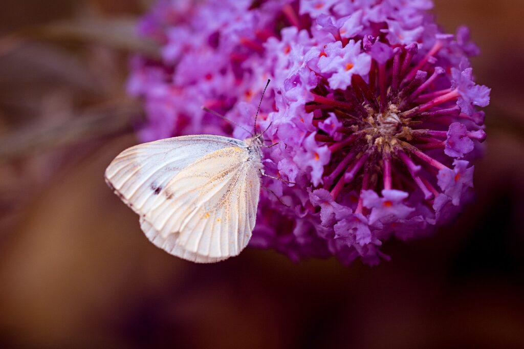 large cabbage white butterfly, pieris brassicae, butterfly-1609282.jpg